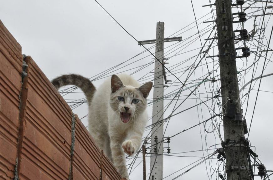furto de energia elétrica